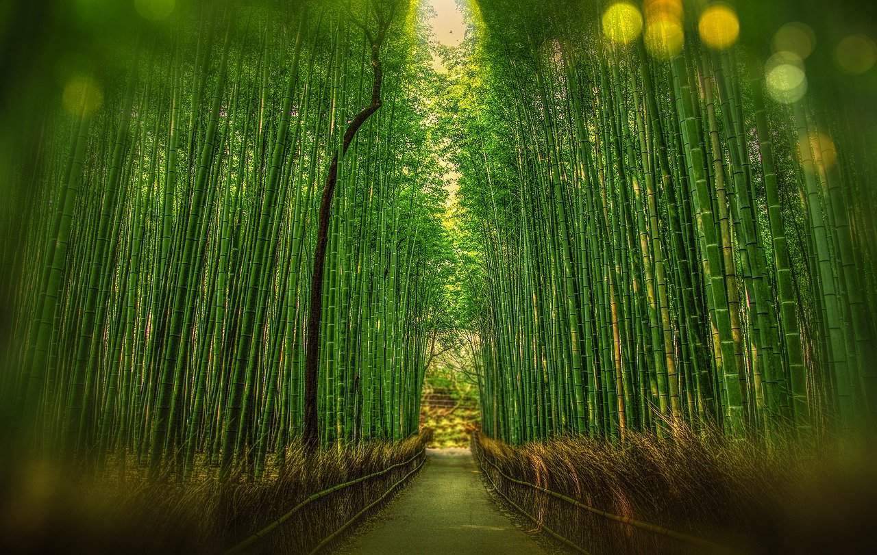 Bamboo Grove Kyoto. day trips from Tokyo